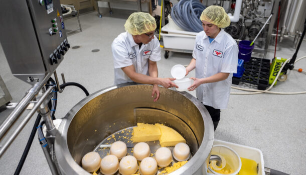 Big Cheese: Successful Cheddar Production Means UW-River Falls Dairy Plant is up and Running