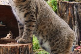 Wildwood Zoo Says Goodbye to a Favorite