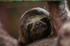 Hurry to See New Sloth