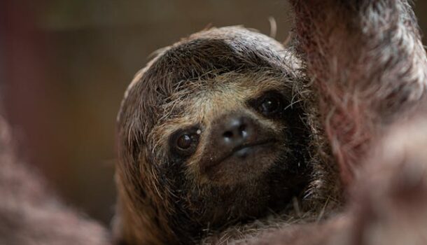 Hurry to See New Sloth