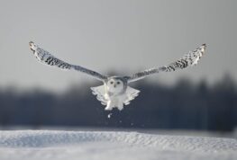 A Snowy Owl in Spotted Cow Country