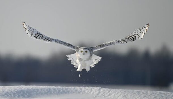 A Snowy Owl in Spotted Cow Country