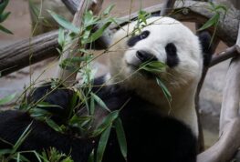 Giant Welcome for Giant Pandas