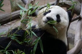 Giant Welcome for Giant Pandas