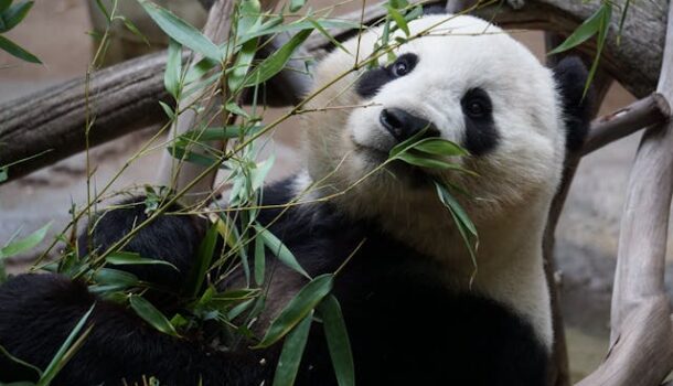 Giant Welcome for Giant Pandas