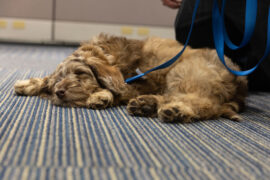 From Harvey Hall to Harvey “Howl”…Meet UW STOUTS Newest “Paw”fficer