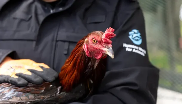 Alleged Cockfighting Ring Busted in Clark Co.