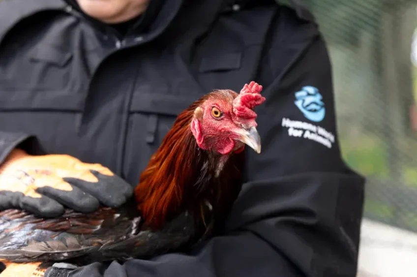 Alleged Cockfighting Ring Busted in Clark Co.