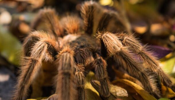 Welcoming New Faces to Irvine Park Zoo