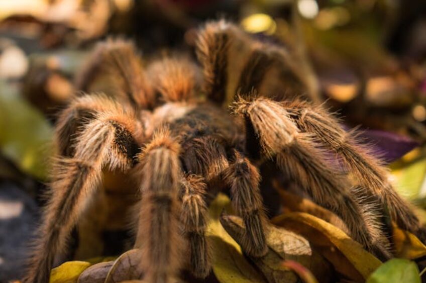 Welcoming New Faces to Irvine Park Zoo