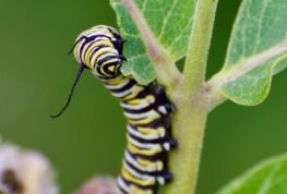 WI DNR Names Plant of the Year