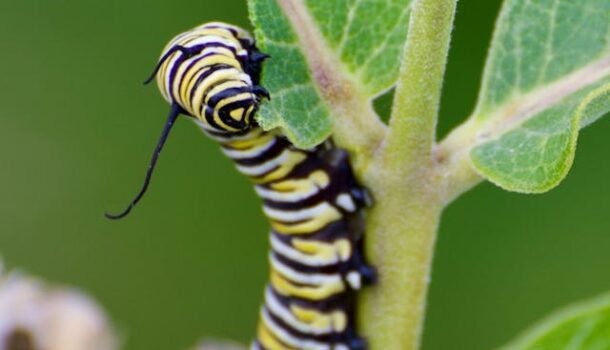 WI DNR Names Plant of the Year