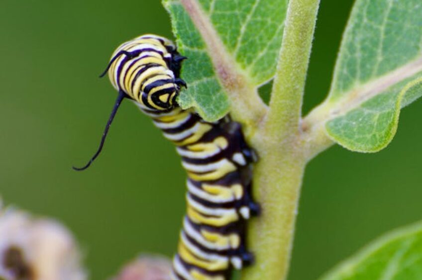WI DNR Names Plant of the Year