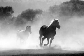 Friday Feel Good: Saddling Up to Help