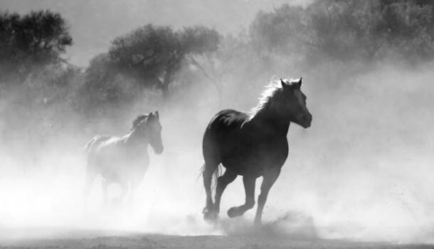 Friday Feel Good: Saddling Up to Help