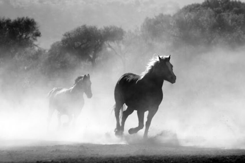Friday Feel Good: Saddling Up to Help