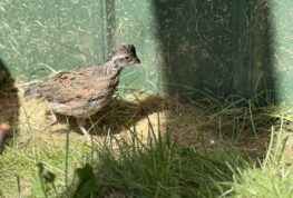 Wildwood Zoo Welcomes a New Species: The Northern Bobwhite Quail