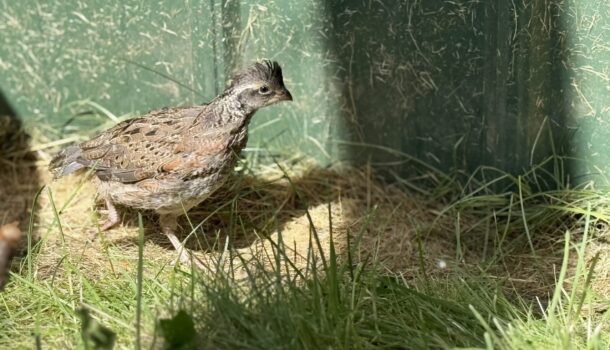 Wildwood Zoo Welcomes a New Species: The Northern Bobwhite Quail