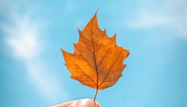 Fall Fest Coming Up in Downtown EC