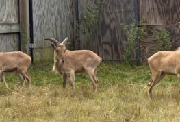 “A” is for Aoudads at Marshfield’s Wildwood Zoo