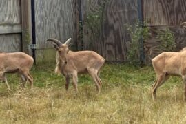 “A” is for Aoudads at Marshfield’s Wildwood Zoo