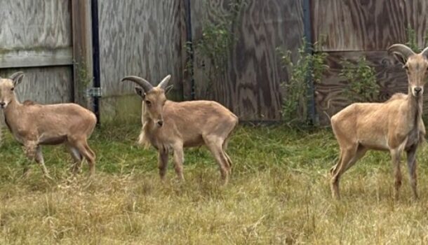“A” is for Aoudads at Marshfield’s Wildwood Zoo