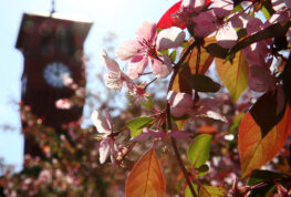 Looking Local: Staying Rooted in Sustainability. UW STOUT Honored for Commitment to Trees
