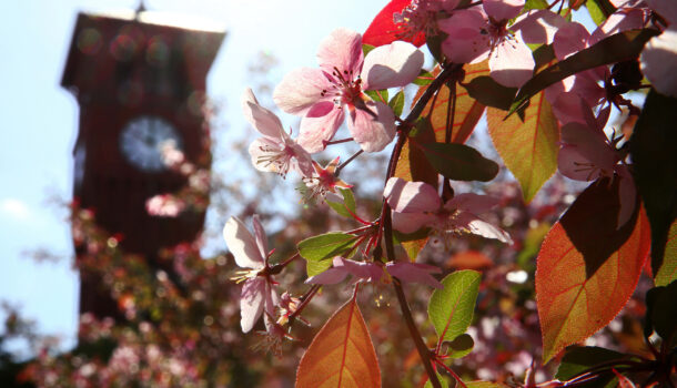 Looking Local: Staying Rooted in Sustainability. UW STOUT Honored for Commitment to Trees