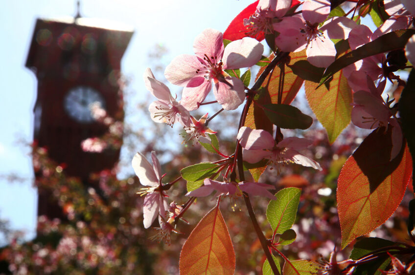 Looking Local: Staying Rooted in Sustainability. UW STOUT Honored for Commitment to Trees
