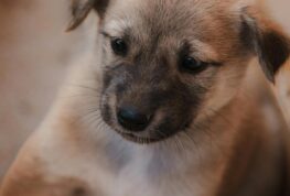 National Puppy Day…Local Shelters Could Have Your Future Bestie!