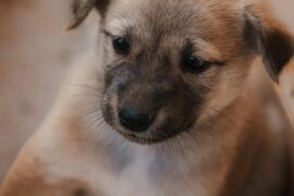 National Puppy Day…Local Shelters Could Have Your Future Bestie!