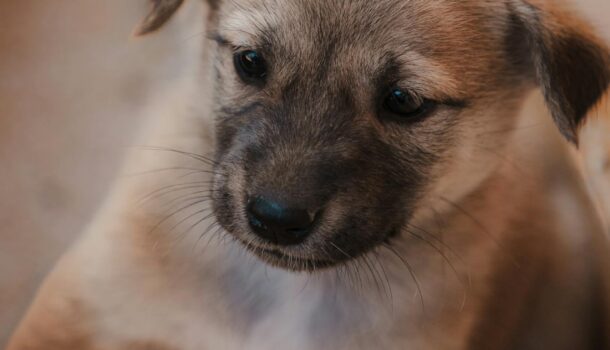 National Puppy Day…Local Shelters Could Have Your Future Bestie!