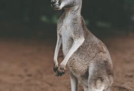 Have You Seen Chesney?