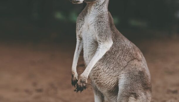 Have You Seen Chesney?