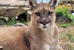 Wildwood Zoo Says Goodbye to a Star