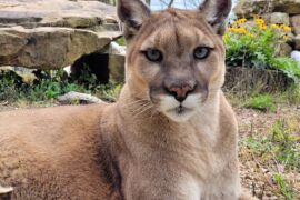 Wildwood Zoo Says Goodbye