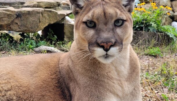Wildwood Zoo Says Goodbye to a Star