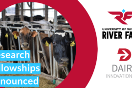 Five Faculty Fellowships Funded at UW-River Falls by State-Sponsored Dairy Innovation Hub   