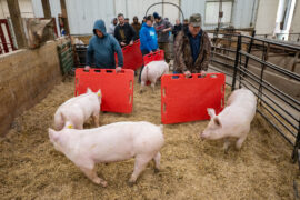 Looking Local: UW-River Falls Humane Handling Institute Trains Livestock Processors