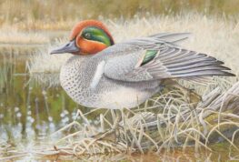 WI DNR Announces Stamp Design Winners