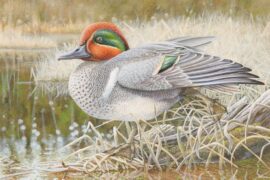 WI DNR Announces Stamp Design Winners