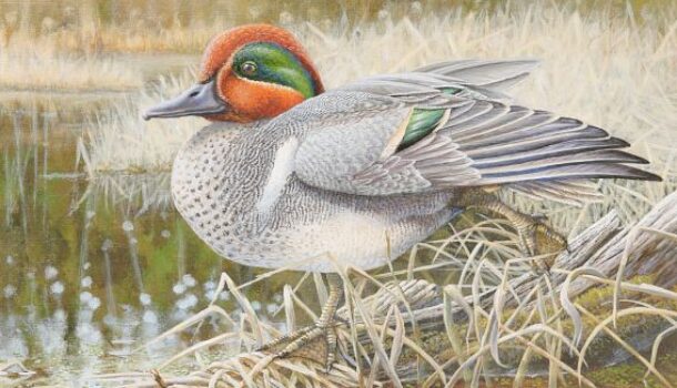 WI DNR Announces Stamp Design Winners